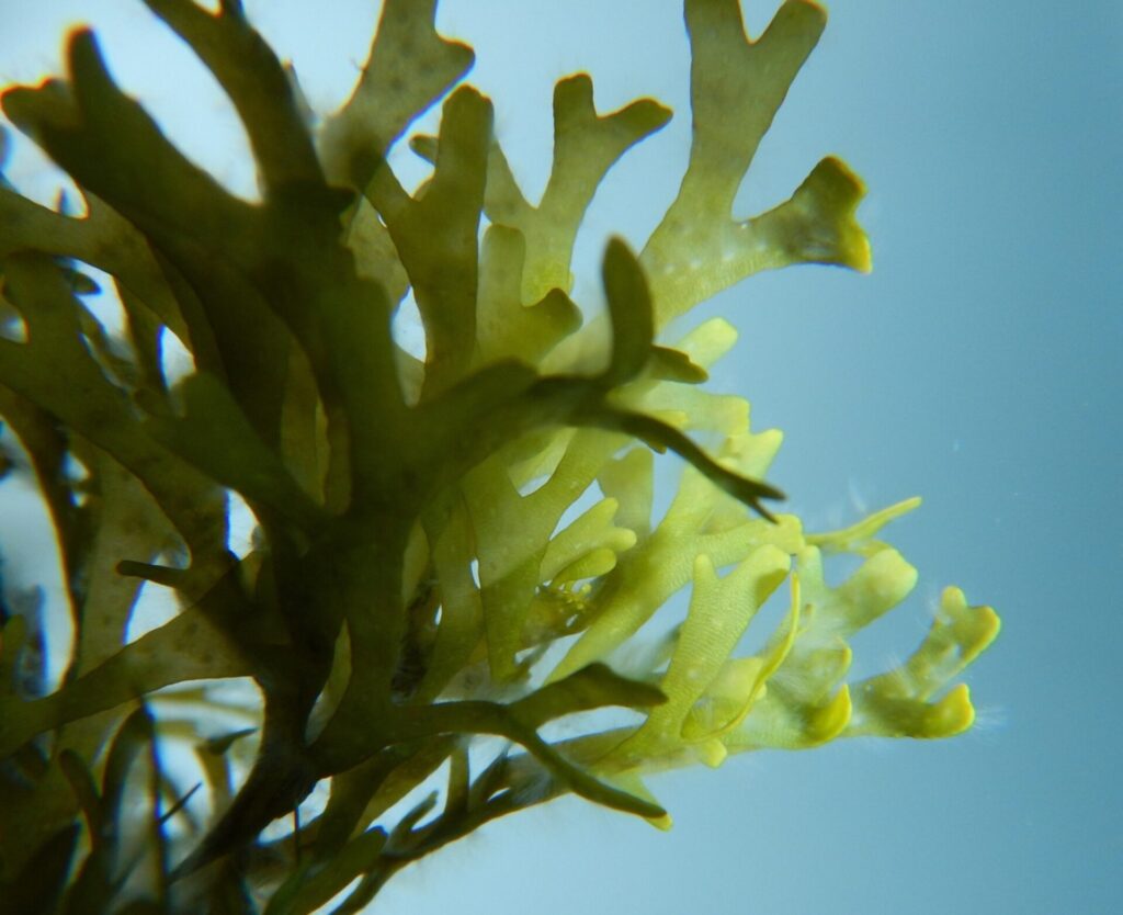 algae