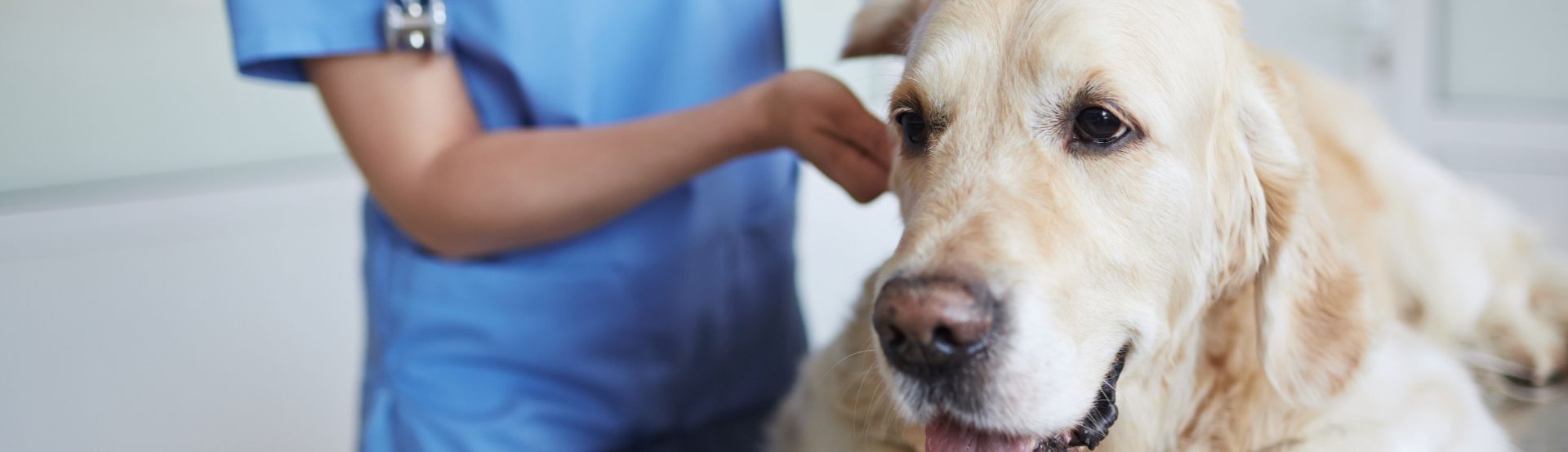 Post-authorisation pharmacovigilance services for veterinary medicinal products